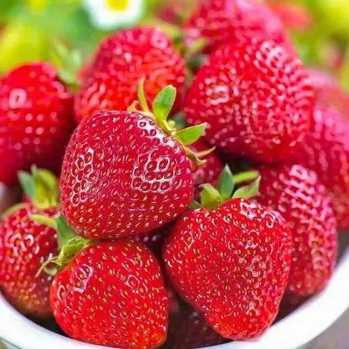 Клубника СИЛЬВИЯ  Клубника СИЛЬВИЯ в Волковыске