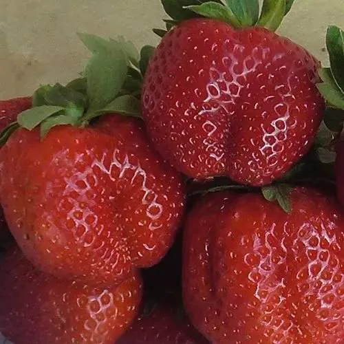 Клубника ДЕСТЕНИ  Клубника ДЕСТЕНИ в Волковыске