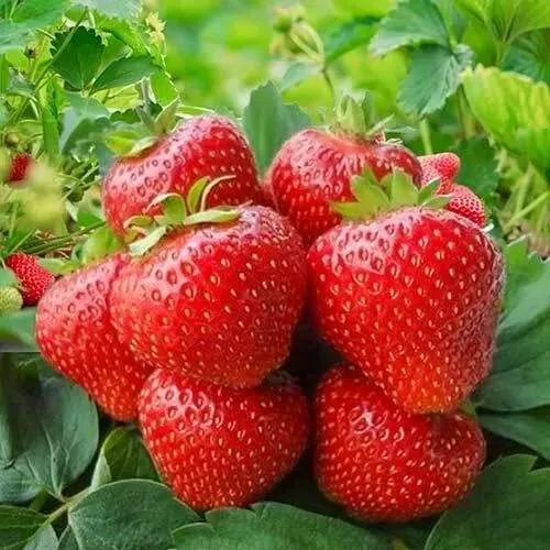 Клубника КИМБЕРЛИ  Клубника КИМБЕРЛИ в Волковыске