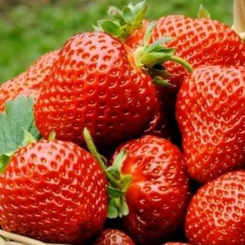 Клубника ФЛОРЕНС  Клубника ФЛОРЕНС в Волковыске