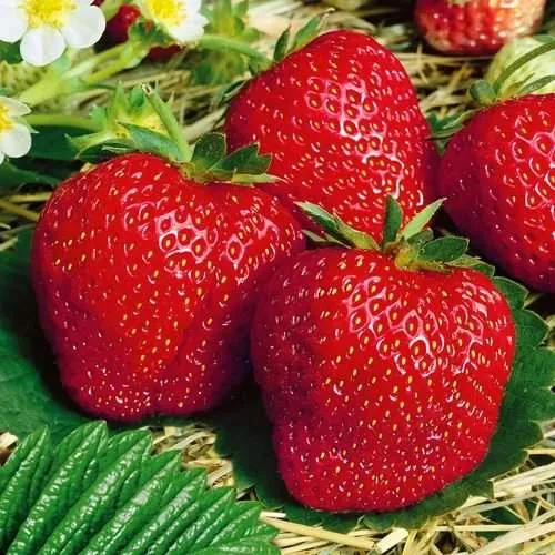 Клубника ВИМА ЗАНТА  Клубника ВИМА ЗАНТА в Волковыске