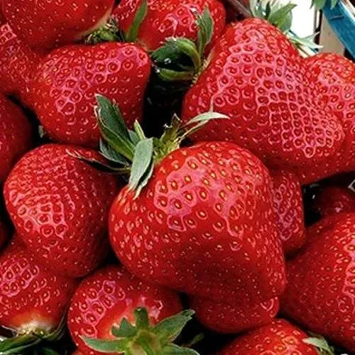 Клубника КЛЕРИ  Клубника КЛЕРИ в Волковыске