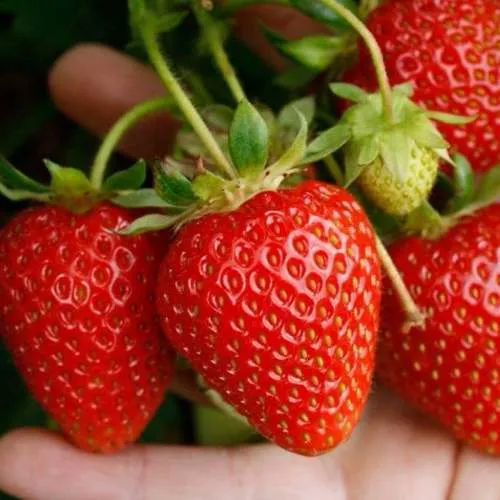 Клубника ПОРТОЛА ремонтантная  Клубника ПОРТОЛА ремонтантная в Волковыске