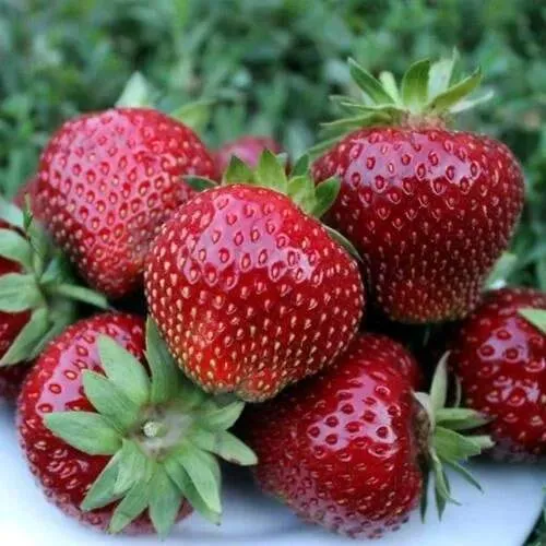 Клубника МАЛЬВИНА  Клубника МАЛЬВИНА в Волковыске