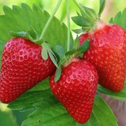 Клубника КЛОДИЯ  Клубника КЛОДИЯ в Волковыске