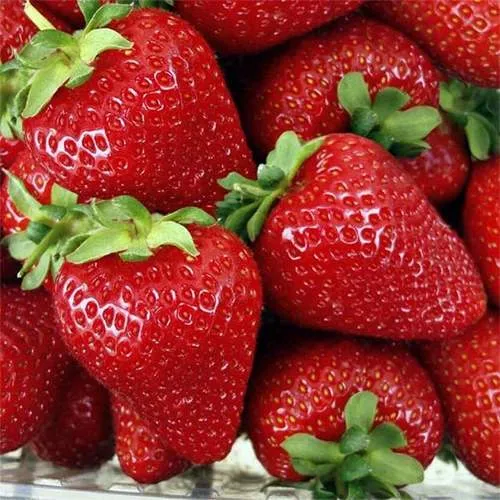 Клубника СКАЛА  Клубника СКАЛА в Волковыске