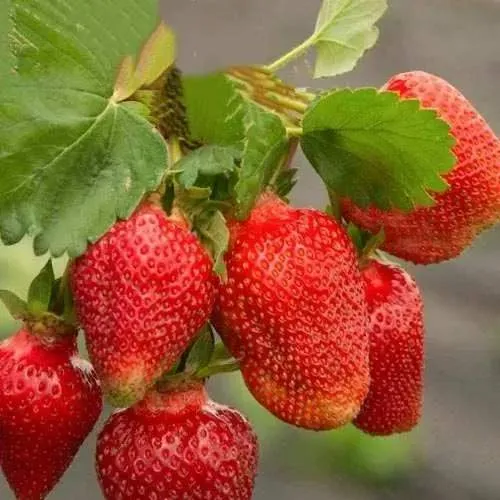 Клубника АЗИЯ  Клубника АЗИЯ в Волковыске