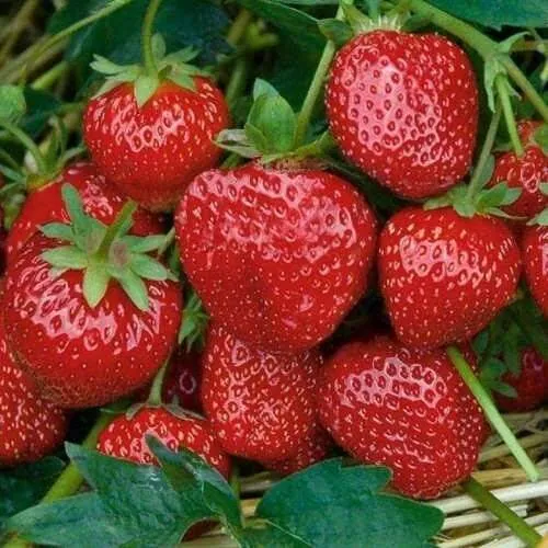 Клубника СЕЛЬВА ремонтантная  Клубника СЕЛЬВА ремонтантная в Волковыске