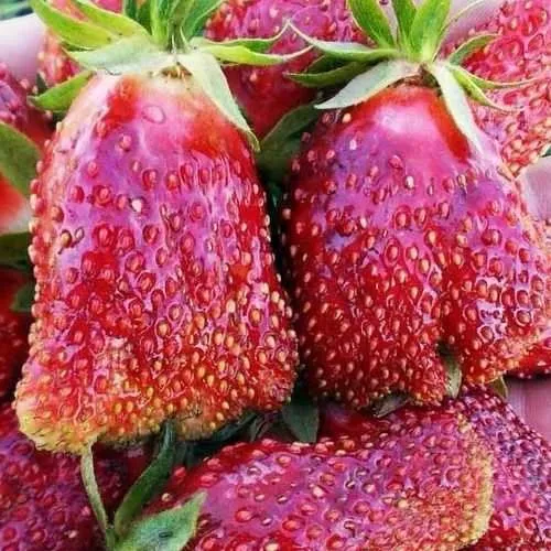 Клубника КУПЧИХА  Клубника КУПЧИХА в Волковыске