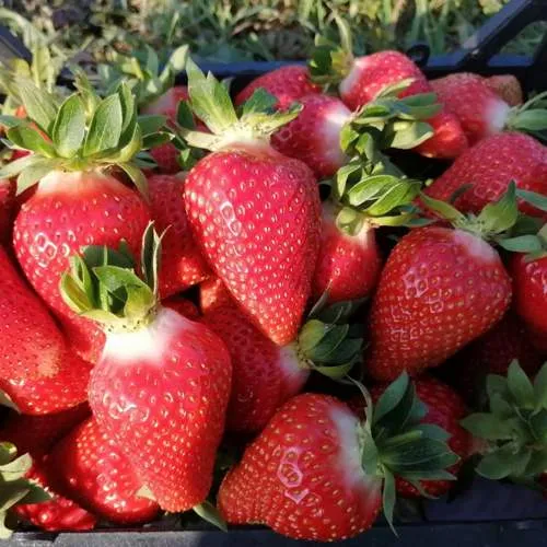 Клубника ЛЮЧИЯ  Клубника ЛЮЧИЯ в Волковыске