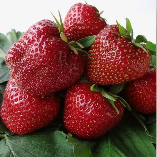 Клубника НАБИЛА  Клубника НАБИЛА в Волковыске