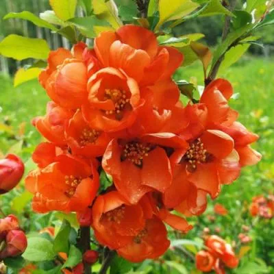 Айва японская Айва японская в Волковыске