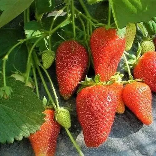 Клубника РОКСАНА  Клубника РОКСАНА в Волковыске