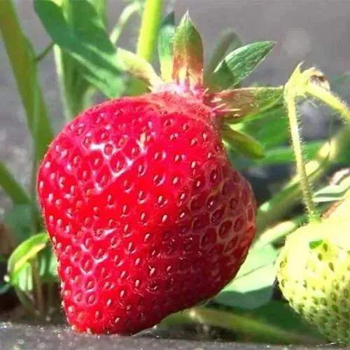 Клубника ХОНЕЙ  Клубника ХОНЕЙ в Волковыске