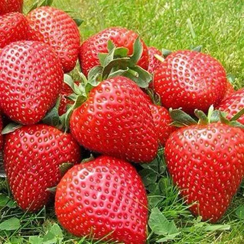 Клубника ЭЛИАНЕ  Клубника ЭЛИАНЕ в Волковыске