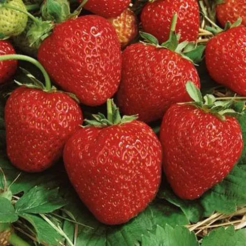 Клубника КОРОНА  Клубника КОРОНА в Волковыске