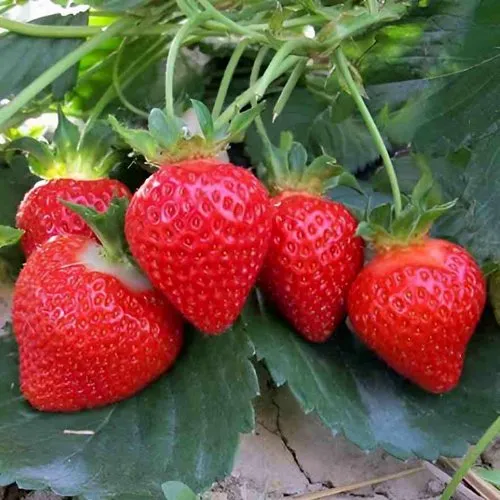 Клубника ТЕА  Клубника ТЕА в Волковыске