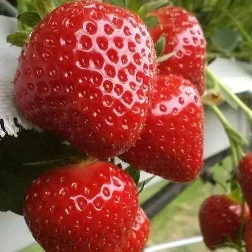 Клубника АРГЕНТЕРА  Клубника АРГЕНТЕРА в Волковыске