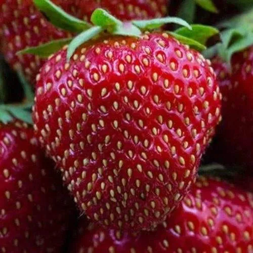 Клубника НАНДИ  Клубника НАНДИ в Волковыске