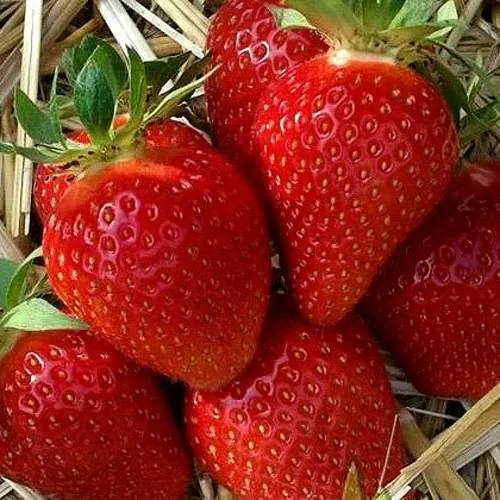 Клубника СИБИЛЛА  Клубника СИБИЛЛА в Волковыске