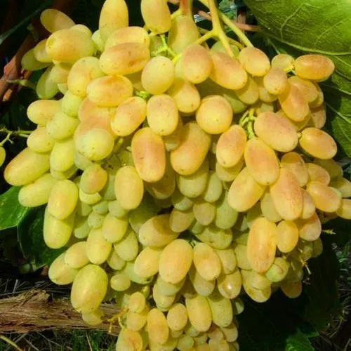 кишмиш.jpg кишмиш.jpg