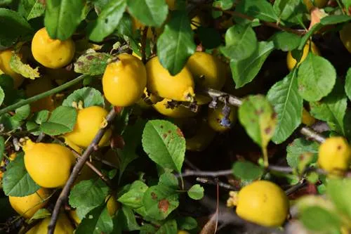 айва.jpg айва.jpg