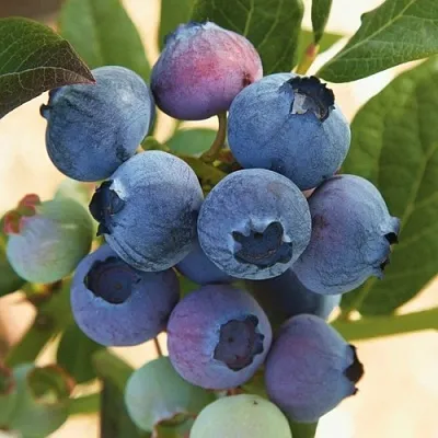 Голубика ОСОРНО  Голубика ОСОРНО в Волковыске