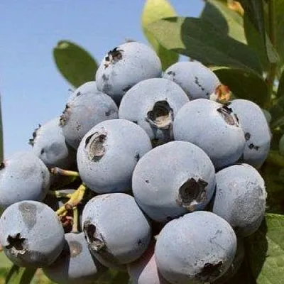 Голубика ЦУКЕР ТРАУБЕ  Голубика ЦУКЕР ТРАУБЕ в Волковыске