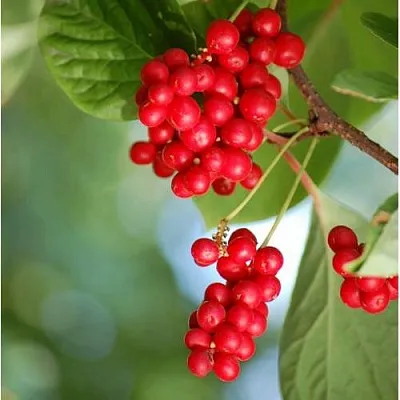 Лимонник ДЕБЮТ китайский  Лимонник ДЕБЮТ китайский в Волковыске