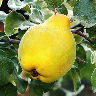 Айва РУМО  Айва РУМО в Волковыске