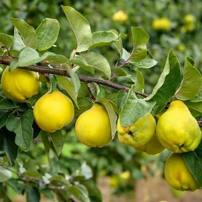 Айва ТРИУМФ  Айва ТРИУМФ в Волковыске