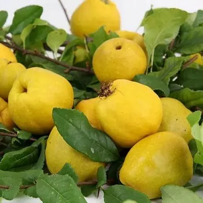 Айва ЯПОНСКАЯ  Айва ЯПОНСКАЯ в Волковыске