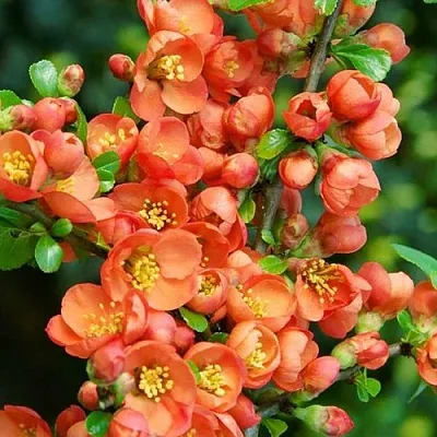 Айва ОРАНЖ ТРЕЙЛ  Айва ОРАНЖ ТРЕЙЛ в Волковыске