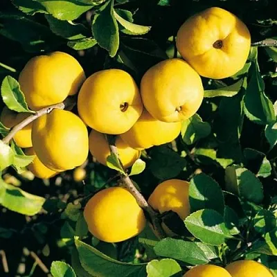 Айва ЦЕЗАРЬ  Айва ЦЕЗАРЬ в Волковыске