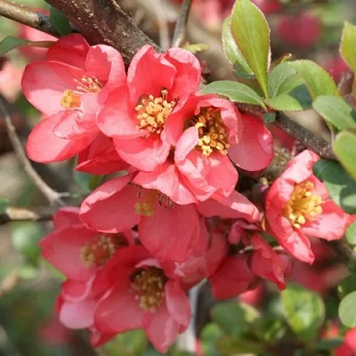 Айва ПИНК КВИН  Айва ПИНК КВИН в Волковыске