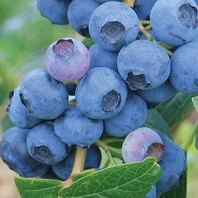 Голубика ЭРЛИБЛЮ  Голубика ЭРЛИБЛЮ в Волковыске