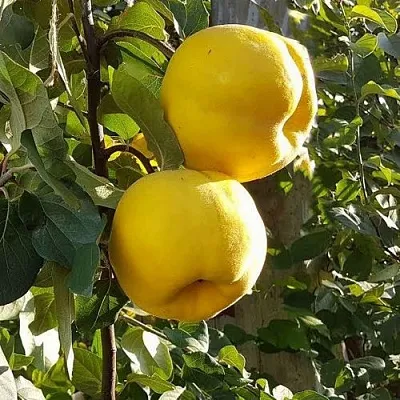 Айва МАРИЯ  Айва МАРИЯ в Волковыске