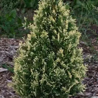 Туя БРАБАНТ ВАРИЕГАТТА западная в Волковыске