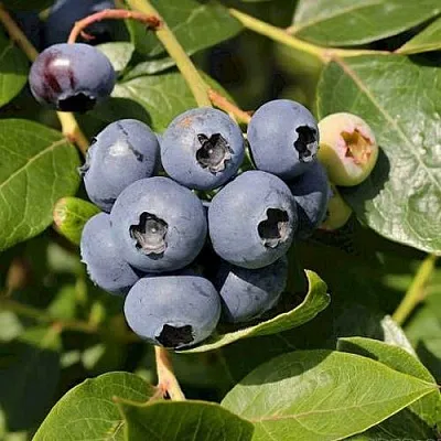 Голубика ШАНТЕКЛЕР  Голубика ШАНТЕКЛЕР в Волковыске