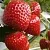 Клубника АРГЕНТЕРА в Волковыске