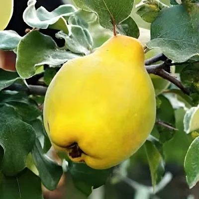 Айва МИР  Айва МИР в Волковыске