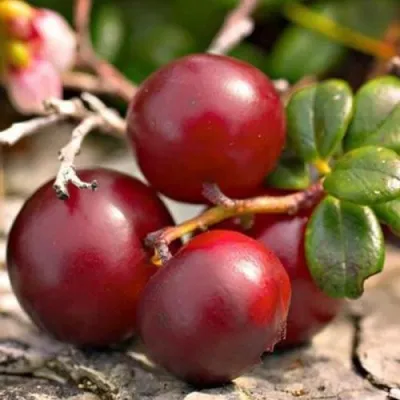 Клюква ЭРЛИ БЛЭК — описание сорта Клюква ЭРЛИ БЛЭК в Волковыске