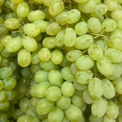 Зеленый в Волковыске