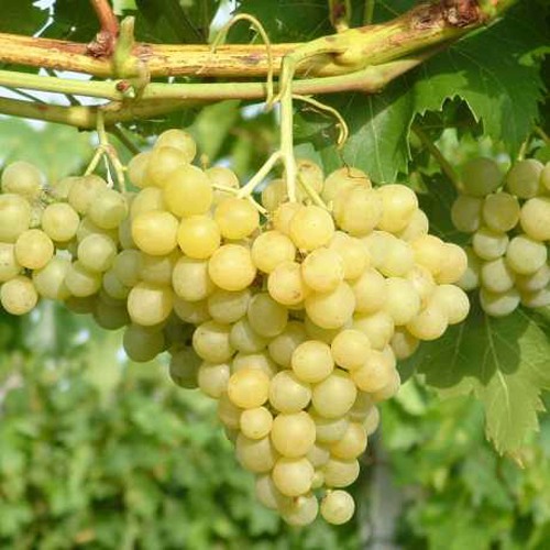 виноград цитронный Магарача