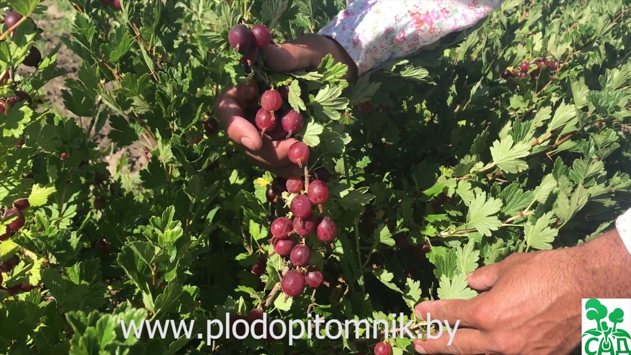 Превью видео