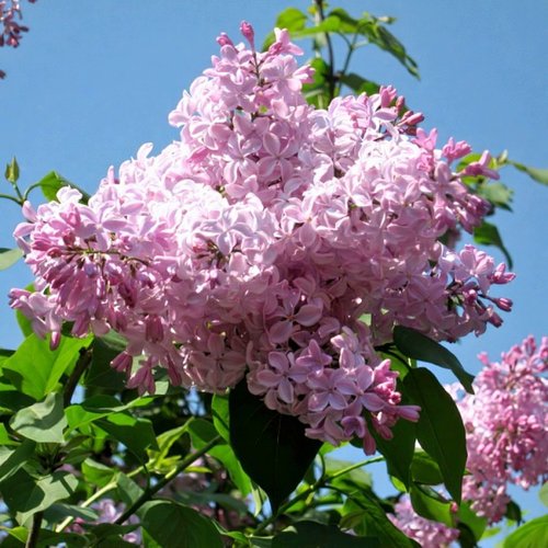 Сирень БУФФОН в Волковыске