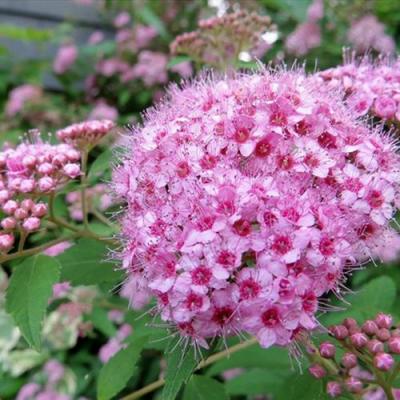 Розовая в Волковыске