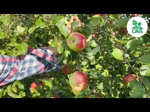 Превью видео