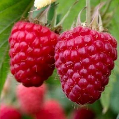 Средняя в Волковыске