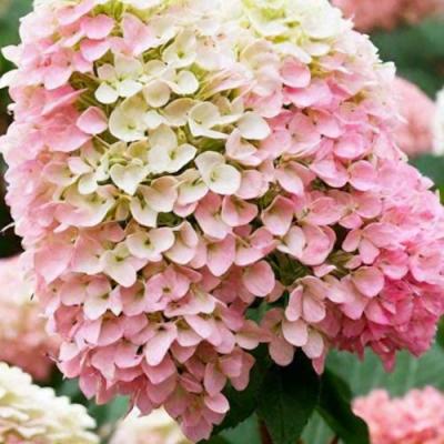 Низкорослые (карликовые) в Волковыске